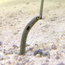 Nemo Kurio